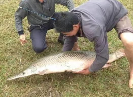 男子钓上保护动物打卡拍照后放生，一场意外的善举