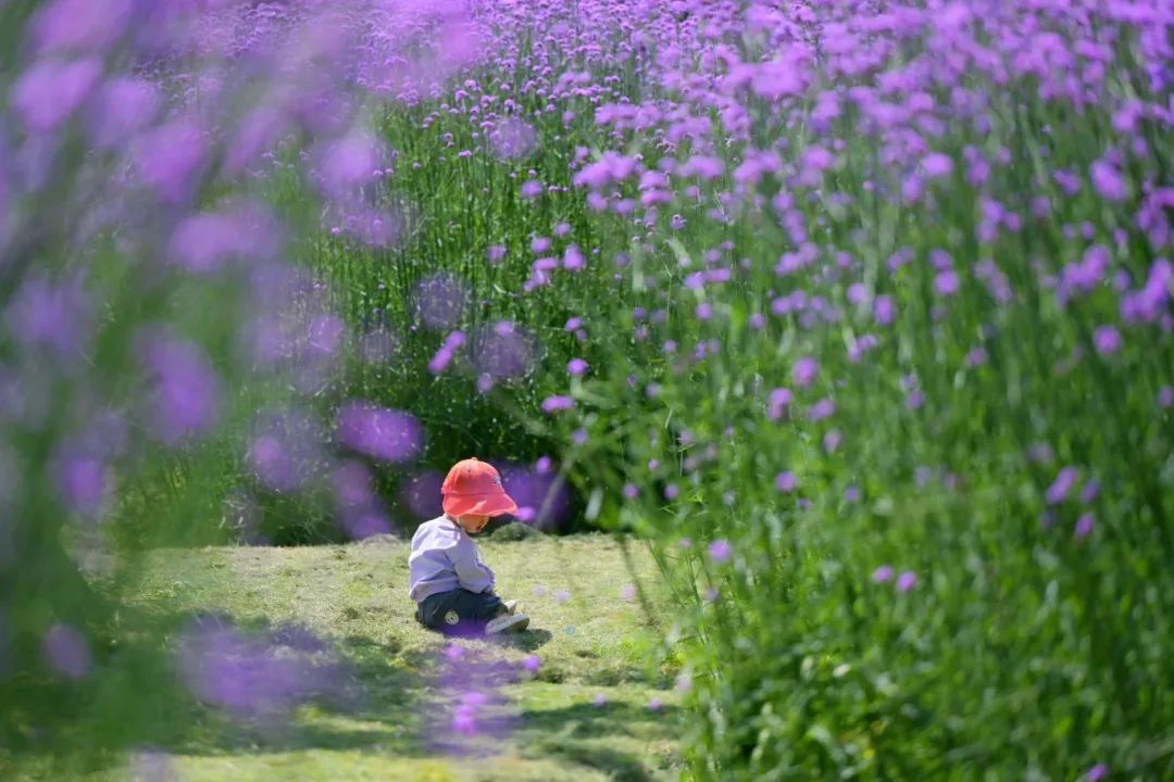 多地将冻成这样紫，寒冬中的别样风景